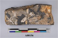 藏品(植物化石)的圖片